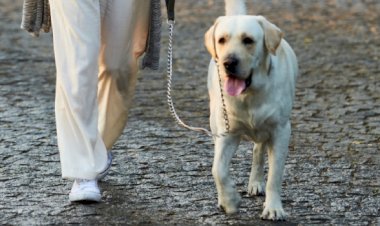 Minas Gerais dá início à campanha anual de vacinação antirrábica