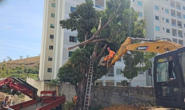 Homem morre em acidente durante corte de árvore em Visconde do Rio Branco