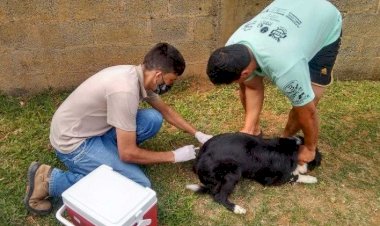 Campanha de Vacinação Antirrábica continua neste sábado em Viçosa