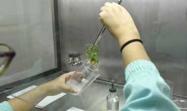 Uso da cannabis medicinal é tema de audiência pública na ALMG