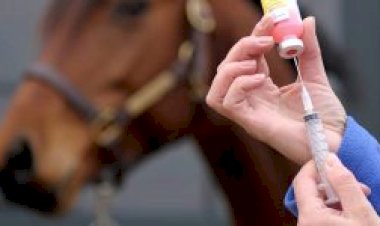 Prefeitura de Viçosa emite alerta sobre circulação do vírus da raiva em bovinos e equinos