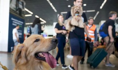 Governo lança Plano de Transporte Aéreo de Animais