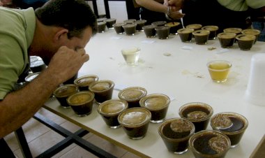 Ervália promove 16º edição do Concurso de Cafés de Qualidade