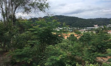 UFV promove plantio de 560 mudas no Espaço de Eventos