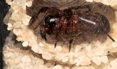 Pesquisa da UFV sobre parasitas em aranhas é reconhecida internacionalmente