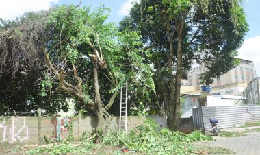 PMV realiza poda de árvores na Rua dos Estudantes