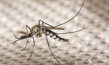 Caso suspeito de zika vírus em Viçosa é descartado