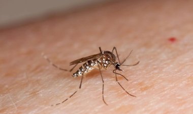 Viçosa registra mais 131 casos de dengue