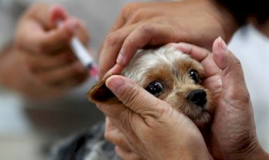 Viçosa recebe campanha de vacinação antirrábica na zona urbana neste sábado