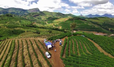 Ervália recebe neste sábado encontro sobre cafeicultura de montanha