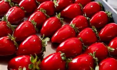 Coimbra realiza oficina de produção do morango do amor