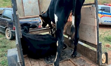 Cinco bovinos roubados foram recuperados na zona rural de Ubá