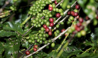 Lei estadual incentiva o desenvolvimento startups de agronegócio