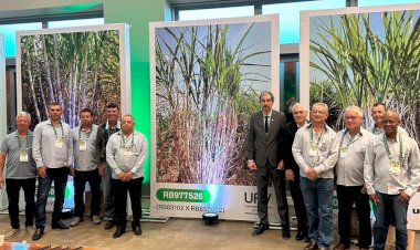 UFV lança duas novas variedades de cana-de-açúcar para o setor energético