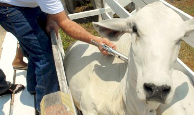 Secretaria de Agropecuária de Viçosa orienta produtores sobre vacinação contra a brucelose