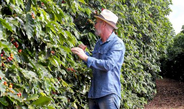 Canaã e Ervália promovem concursos de café