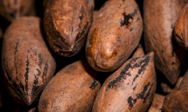 UFV e BMC Cacau firmam parceria para incentivar a produção sustentável de cacau na Zona da Mata