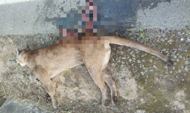 Onça-parda é encontrada morta às margens da MG-482, em Piranga