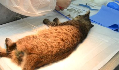 Castramóvel em Viçosa: saiba como solicitar a castração de cães e gatos no seu bairro