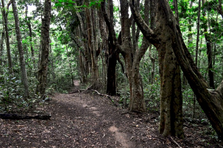 Evento UFV na Trilha oferece meditação, roda de violão e caminhada neste domingo