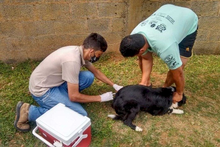 Campanha de Vacinação Antirrábica começa neste sábado em Viçosa