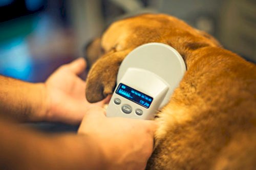 Coimbra terá ponto fixo para aplicação de microchip em cães e gatos