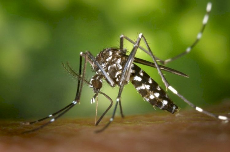 Viçosa registra mais 10 casos de dengue