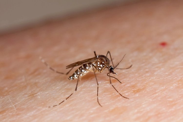Viçosa registra mais 131 casos de dengue