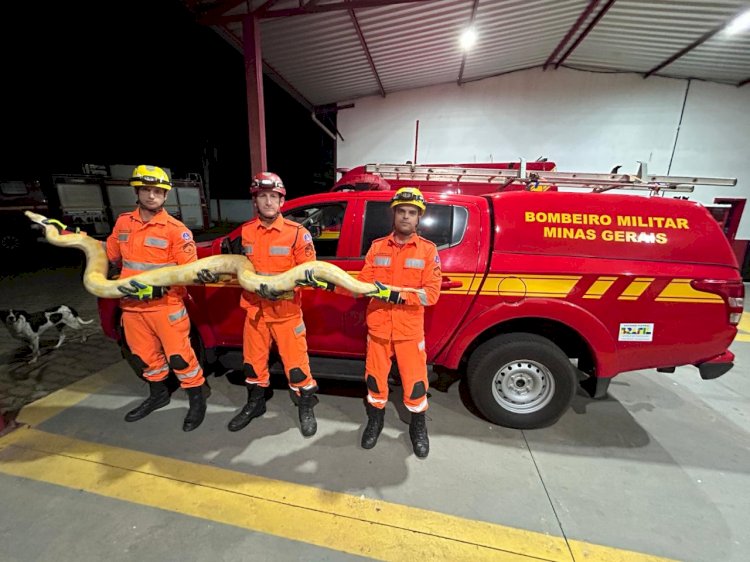 Cobra píton resgatada em Paula Cândido é encaminhada à UFV