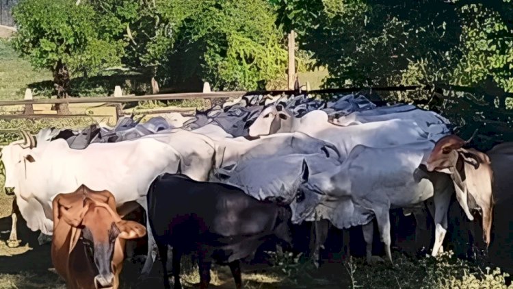Suspeitos de lavagem de dinheiro e tráfico são presos em Ubá