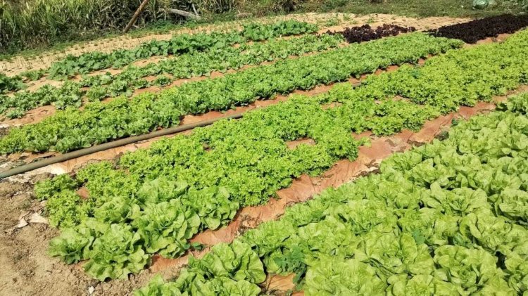 Prefeitura de Viçosa promove concurso de hortas