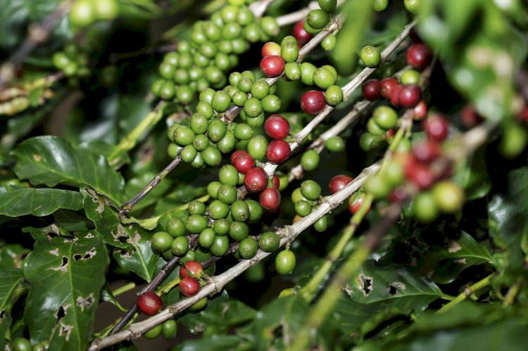 Lei estadual incentiva o desenvolvimento startups de agronegócio