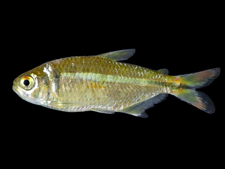 Pesquisadores da UFV descobrem nova espécie de lambari na Microregião de Viçosa