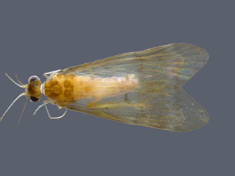Pesquisadores da UFV descobrem nova espécie de inseto aquático na Bacia do Rio Doce