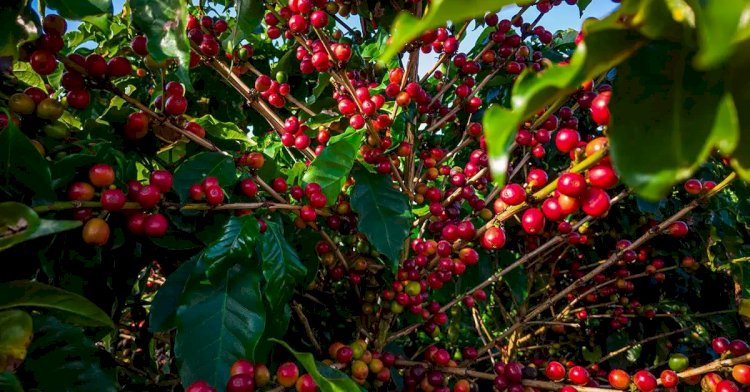 Empresa de café de Coimbra é condenada por vender produto com alto nível de impureza