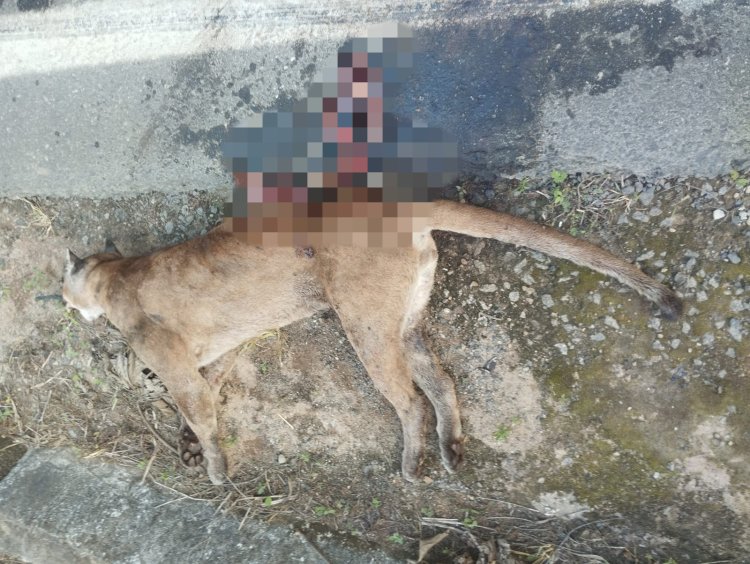 Onça-parda é encontrada morta às margens da MG-482, em Piranga