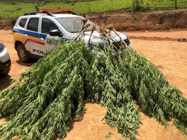 PM apreende 52 pés de maconha em São Miguel; dois homens foram presos em flagrante