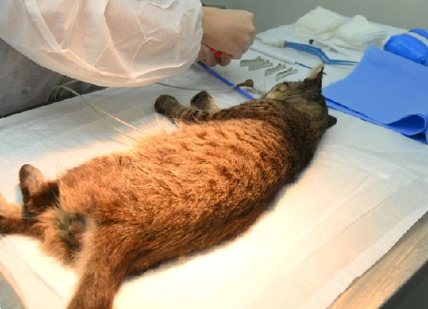 Ervália oferece castração gratuita de cães e gatos