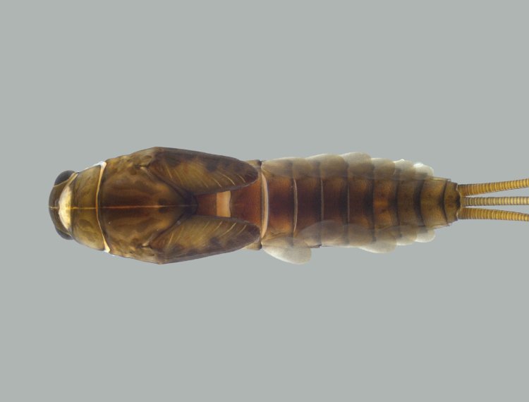 Pesquisadores da UFV descobrem espécie de inseto aquático no Parque da Serra do Brigadeiro