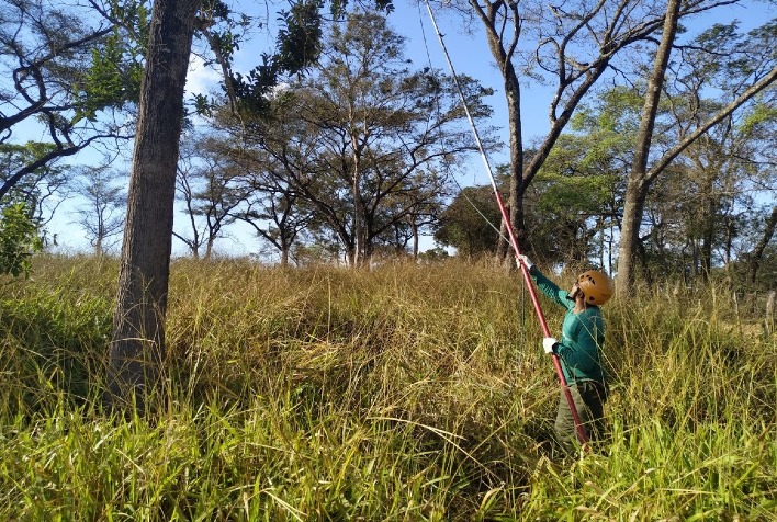 UFV auxilia em recuperação de espécies vegetais de Brumadinho