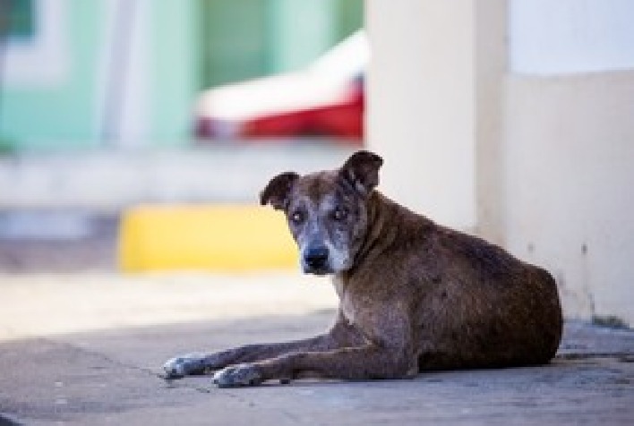 PMV repassa van adquirida por R$ 156 mil para transporte de cães e gatos