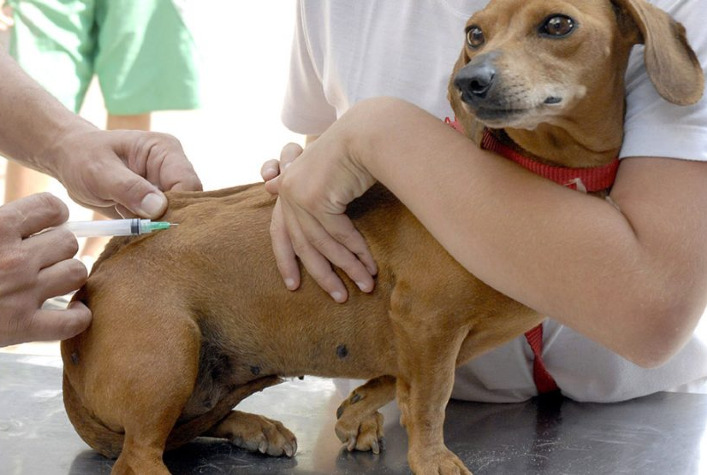 Campanha de vacinação antirrabica em Teixeiras nesta semana