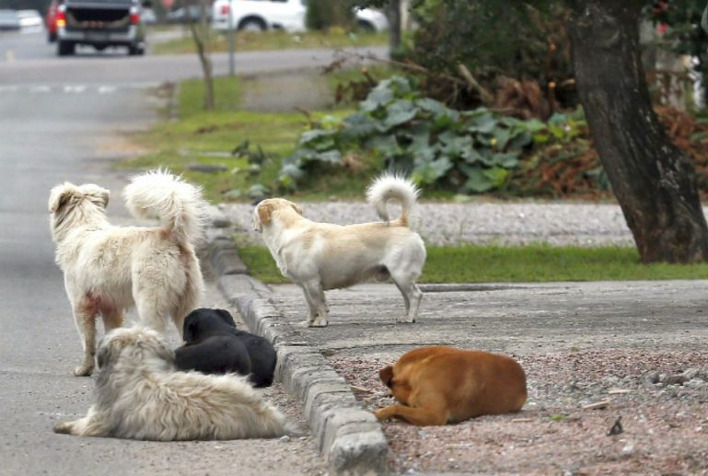 Dezembro verde: campanha para reduzir maus tratos e abandono de animais