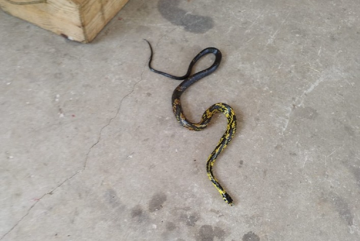 Bombeiros capturam cobra caninana na UFV