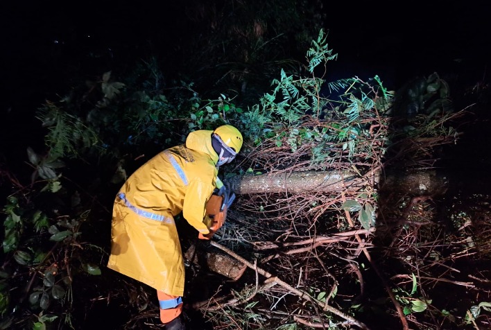 Chuva provoca queda de árvores em Viçosa