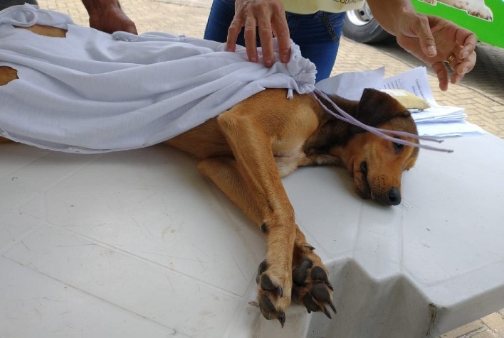 Castramóvel estará em Cajuri na próxima terça-feira (28)