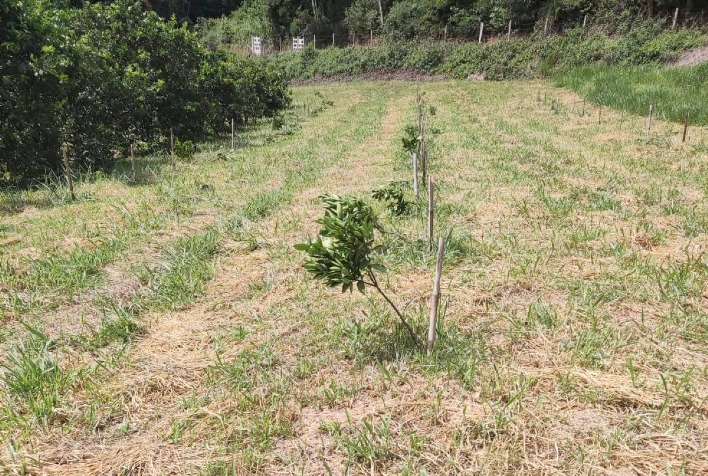 Polícia Federal investiga destruição proposital de pomares da UFV