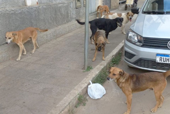 Câmara realiza hoje audiência pública para discutir situação de cães de rua