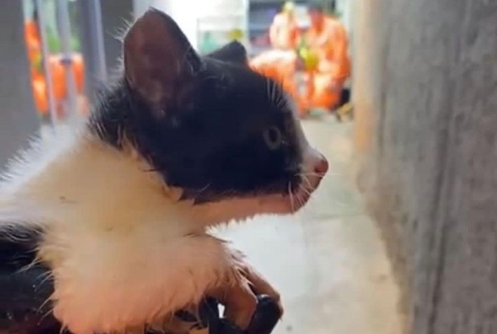 Bombeiros de Viçosa resgatam filhote de gato preso em encanamento