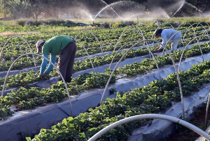 Câmara aprova projeto que institui Política de Compras Institucionais da Agricultura Familiar